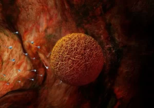 fermale fertility